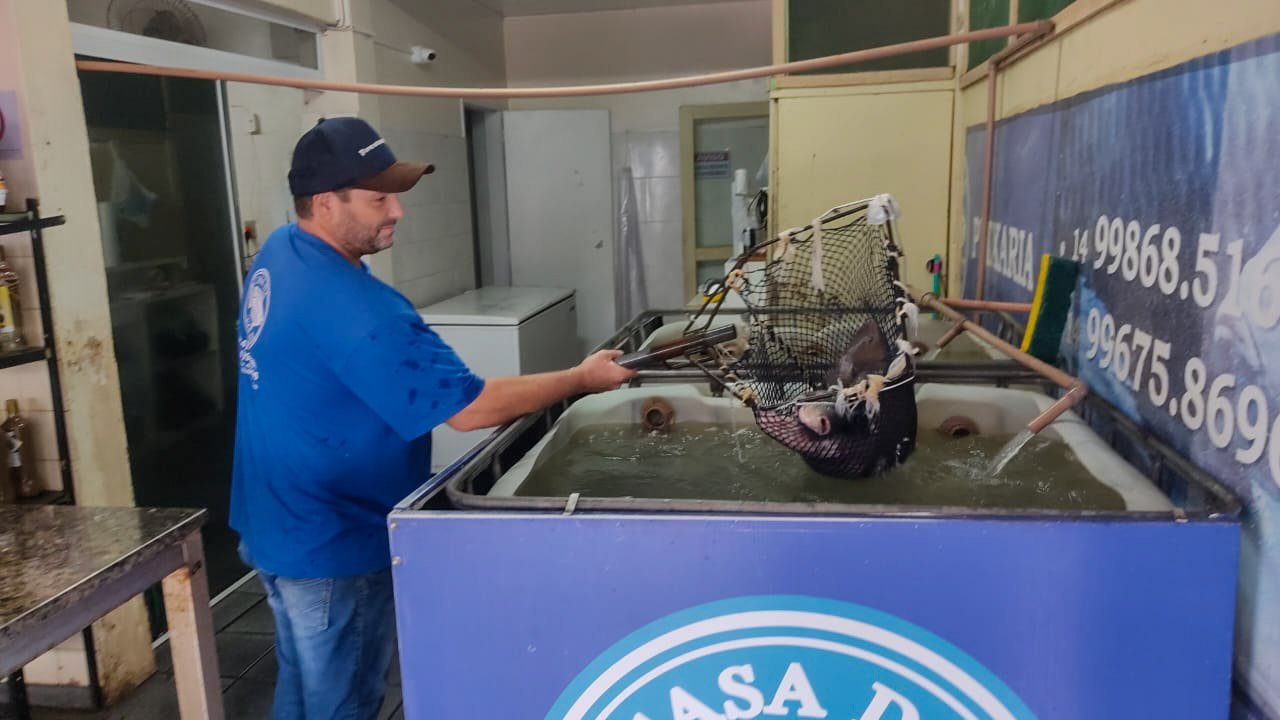 Tilápia viva em Avaré, casa da tilápia em Avaré